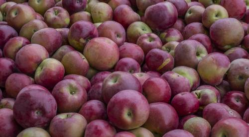CHP_apples-for-website-slider-2.jpg