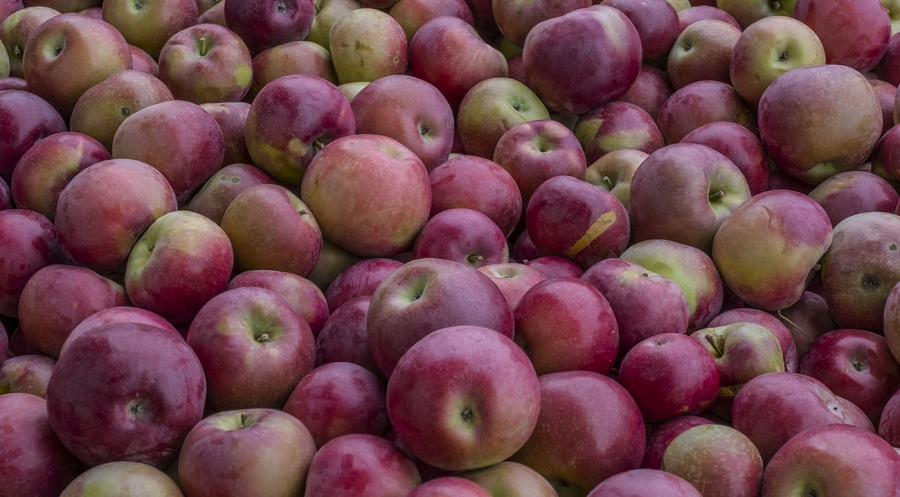 CHP_apples-for-website-slider-2.jpg